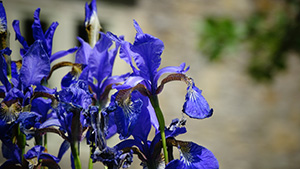 beautiful flower gardens at Boords Farm Cottage